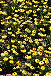 Dreamtime Jumbo Yellow Strawflower (Bracteantha bracteata 'OHB003790') at Lakeshore Garden Centres