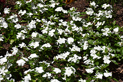 Titan-ium White Vinca (Catharanthus roseus 'PAS1527177') at Lakeshore Garden Centres
