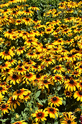 Rising Sun Chestnut Gold Coneflower (Rudbeckia hirta 'Rising Sun Chestnut Gold') at Lakeshore Garden Centres