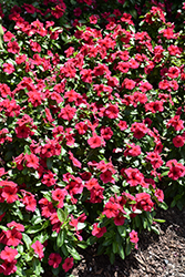 Tattoo Black Cherry Vinca (Catharanthus roseus 'PAS1192838') at Lakeshore Garden Centres