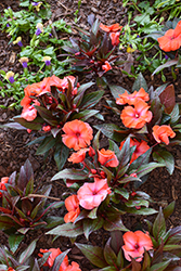 MegaGuinea Orange New Guinea Impatiens (Impatiens 'MegaGuinea Orange') at Lakeshore Garden Centres