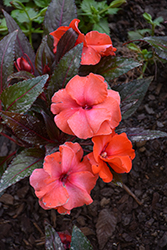 MegaGuinea Orange New Guinea Impatiens (Impatiens 'MegaGuinea Orange') at Lakeshore Garden Centres