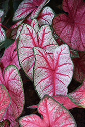 Heart to Heart Radiance Caladium (Caladium 'Radiance') at Lakeshore Garden Centres