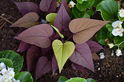 Sweet Georgia Heart Red Sweet Potato Vine (Ipomoea batatas 'Sweet Georgia Heart Red') at Lakeshore Garden Centres