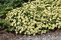 Bee's Knees Petunia (Petunia 'Balcobees') at Lakeshore Garden Centres