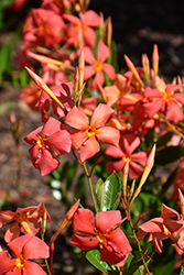 Sun Parasol Fired Up Orange Mandevilla (Mandevilla 'Sun Parasol Fired Up Orange') at Lakeshore Garden Centres
