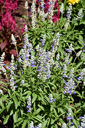Cathedral Blue Bicolor Salvia (Salvia farinacea 'Cathedral Blue Bicolor') at Lakeshore Garden Centres