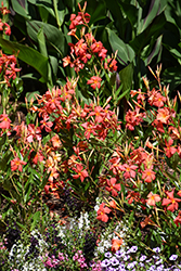 Sun Parasol Fired Up Orange Mandevilla (Mandevilla 'Sun Parasol Fired Up Orange') at Lakeshore Garden Centres