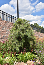 Angel Falls Weeping White Pine (Pinus strobus 'Angel Falls') at Peter Knippel Garden Centre