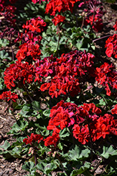 Super Moon Red Geranium (Pelargonium 'KLEPZ17484') at Lakeshore Garden Centres