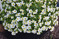 Cha-Cha Frosty Lemon Calibrachoa (Calibrachoa 'Balchafrem') at Lakeshore Garden Centres