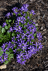 Stardiva Blue Fan Flower (Scaevola aemula 'Stardiva Blue') at Lakeshore Garden Centres