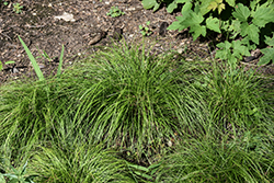 Appalachian Sedge (Carex appalachica) at Peter Knippel Garden Centre
