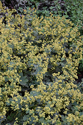 Gold Strike Lady's Mantle (Alchemilla 'Gold Strike') at Peter Knippel Garden Centre