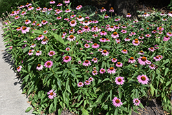 Mistral Coneflower (Echinacea purpurea 'Mistral') at Lakeshore Garden Centres