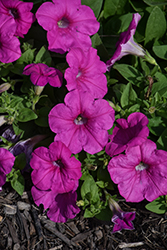 Easy Wave Neon Rose Petunia (Petunia 'Easy Wave Neon Rose') at Lakeshore Garden Centres
