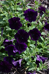 Easy Wave Navy Velour Petunia (Petunia 'Easy Wave Navy Velour') at Lakeshore Garden Centres