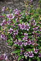 Totally Tempted Frosted Violets Cuphea (Cuphea procumbens 'Frosted Violets') at Lakeshore Garden Centres