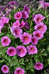 Trilogy Rose Vein Petunia (Petunia 'Trilogy Rose Vein') at Lakeshore Garden Centres