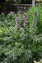 Bear's Breeches (Acanthus spinosus) at Peter Knippel Garden Centre
