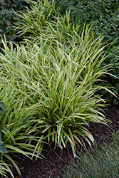 Marc Anthony Lily Turf (Liriope muscari 'Marant') at Lakeshore Garden Centres