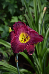 Round Midnight Daylily (Hemerocallis 'Round Midnight') at Lakeshore Garden Centres