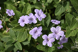 Hairy Wild Petunia (Ruellia humilis) at Peter Knippel Garden Centre