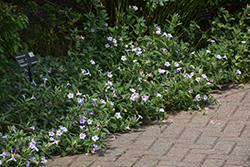 Hairy Wild Petunia (Ruellia humilis) at Peter Knippel Garden Centre