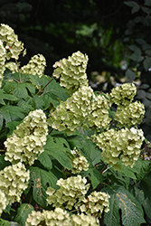 Snow Queen Hydrangea (Hydrangea quercifolia 'Snow Queen') at Lakeshore Garden Centres
