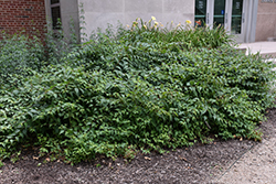 Chinese Neillia (Neillia sinensis) at Lakeshore Garden Centres