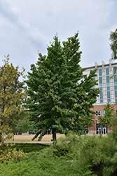 Variegated Ginkgo (Ginkgo biloba 'Variegata') at Lakeshore Garden Centres