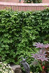Hops (Humulus lupulus) at Lakeshore Garden Centres