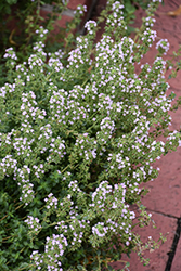 Common Thyme (Thymus vulgaris) at Peter Knippel Garden Centre