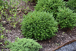 NewGen Liberty Belle Boxwood (Buxus 'RLH-BI') at Lakeshore Garden Centres