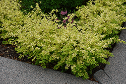 Twiggy Box Honeysuckle (Lonicera nitida 'Twiggy') at Lakeshore Garden Centres