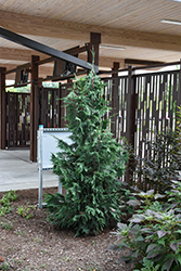 Blue Korean Arborvitae (Thuja koraiensis 'Glauca') at Lakeshore Garden Centres