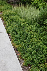 St. John's Wort (Hypericum calycinum) at Lakeshore Garden Centres