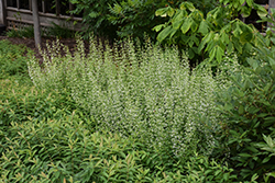 White Cloud Dwarf Calamint (Calamintha nepeta 'White Cloud') at Lakeshore Garden Centres