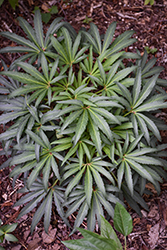 Stinking Hellebore (Helleborus foetidus) at Lakeshore Garden Centres