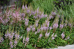 Dwarf Chinese Astilbe (Astilbe chinensis 'Pumila') at Peter Knippel Garden Centre