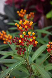 Tropical Milkweed (Asclepias curassavica) at Lakeshore Garden Centres