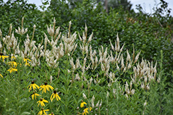Culver's Root (Veronicastrum virginicum) at Peter Knippel Garden Centre