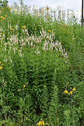 Culver's Root (Veronicastrum virginicum) at Peter Knippel Garden Centre
