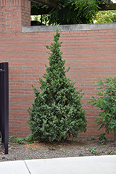 Hetz Columnar Juniper (Juniperus chinensis 'Hetz Columnar') at Lakeshore Garden Centres