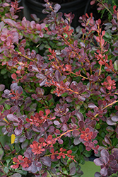 WorryFree Crimson Cutie Japanese Barberry (Berberis thunbergii 'UCONNBTCP4N') at Lakeshore Garden Centres