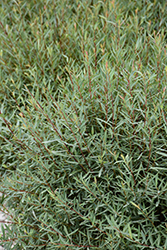 Dwarf Arctic Willow (Salix purpurea 'Nana') at Green Thumb Garden Centre