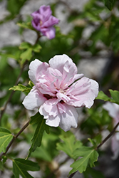 Fireworks Double Rose of Sharon (Hibiscus syriacus 'Grefwd') at Lakeshore Garden Centres