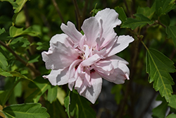 Fireworks Double Rose of Sharon (Hibiscus syriacus 'Grefwd') at Lakeshore Garden Centres