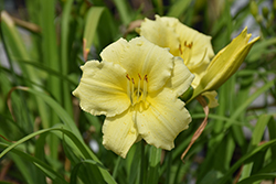 Fragrant Returns Daylily (Hemerocallis 'Fragrant Returns') at Peter Knippel Garden Centre
