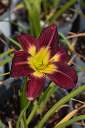 Night Beacon Daylily (Hemerocallis 'Night Beacon') at Lakeshore Garden Centres